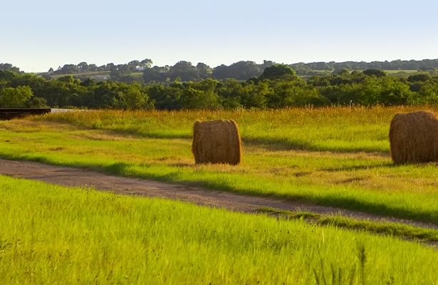 Field with Hay Bales near Floresville, Texas